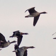 adulto (al centro) con oche lombardelle, febbraio