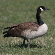 adulto, Lovadina (TV), 21.03.2009