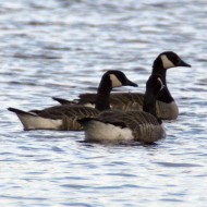 gruppo in acqua, giugno