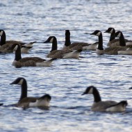 gruppo in acqua, giugno