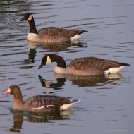 adulti con oca lombardella, Valle Perera (VE), 16.01.2006