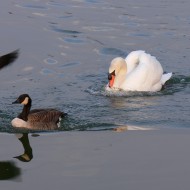 adulti con cigno reale, Valle Perera (VE), 16.01.2006