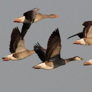 ibrido con oche selvatiche, Villaviera (VE), 16.11.2013