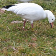 adulto proveniente da introduzione, Martellago (VE), 15.01.2006
