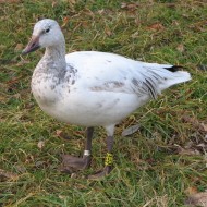 adulto proveniente da introduzione, Martellago (VE), 15.01.2006