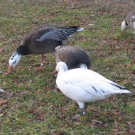 adulti proveniente da introduzione, Martellago (VE), 15.01.2006