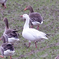adulto con oche selvatiche, gennaio