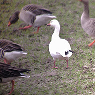 adulto con oche selvatiche, gennaio