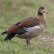 giovane, Oasi Brus� (VR), 28.12.2009