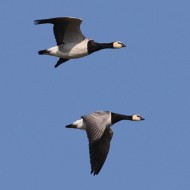adulti in volo, febbraio