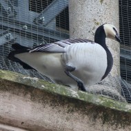 adulto, Candel� (TV), 4.06.2016