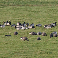 oche facciabianca e oche colombaccio, dicembre