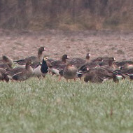oca facciabianca tra oche lombardelle, Villaviera (VE), 2.01.2016