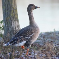 adulto, Valle Perera (VE), 12.01.2015