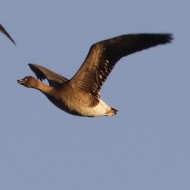 adulti in volo, Sindacale (VE), 31.12.2010