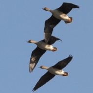 adulti in volo, febbraio
