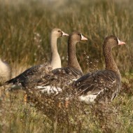 adulti e immaturo, dicembre