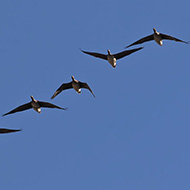 gruppo, Brussa di Caorle (VE), 7.01.2017