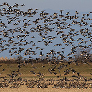 gruppo, Brussa di Caorle (VE), 7.01.2017