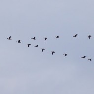 stormo in formazione, Villaviera (VE), 16.02.2013