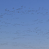 stormi, Brussa di Caorle (VE), 7.01.2017