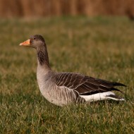 adulto, Venezia, 27.12.2009