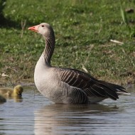 adulto con pulli, marzo