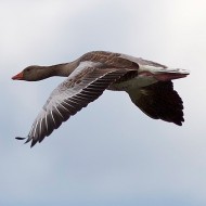 adulto in volo, agosto