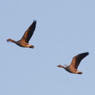 adulti in volo, Sindacale (VE), 31.12.2010