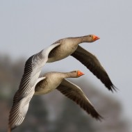 adulti in volo, marzo
