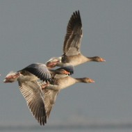 adulti in volo, dicembre