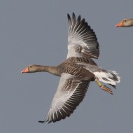 adulti in volo, settembre