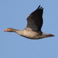adulti in volo, dicembre