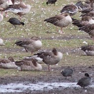 oche selvatiche con folaghe, agosto