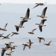 oche selvatiche con germani reali, fischioni e codoni, ottobre