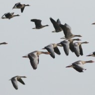 oche selvatiche con oche lombardelle e oca collorosso, ottobre
