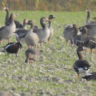oche selvatiche con oche lombardelle e oca collorosso, ottobre