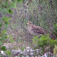 adulto, Spresiano, 30.04.2014