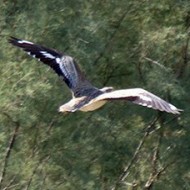 adulto in volo, Valle Vecchia (VE), 26.08.2015
