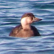 maschio 1� calendario, Lago di Garda (VR), 12.12.2009