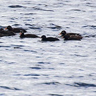 orchetti marini (sulla ds) in gruppo di orchi marini, giugno