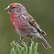 maschio ssp. cabaret in abito riproduttivo, luglio