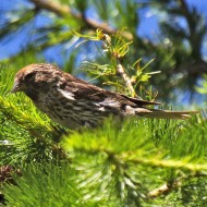 femmina ssp. cabaret in abito riproduttivo, luglio