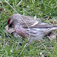 maschio ssp. cabaret in abito invernale, Spiazzi (VR), 10.03.2018