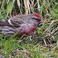 maschio ssp. cabaret in abito invernale, Spiazzi (VR), 16.03.2018