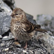 giovane ssp. cabaret, agosto