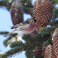 maschio ssp. cabaret in abito invernale, Bocca di Selva - Lessinia (VR), 3.01.2018
