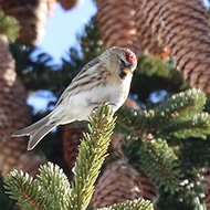 femmina ssp. cabaret in abito invernale, Bocca di Selva - Lessinia (VR), 3.01.2018
