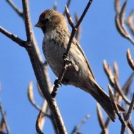 femmina(?) ssp. cabaret in abito invernale, Bocchetta della Vallina - Lessinia (VR), 3.04.2011