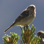 giovane ssp. cabaret, luglio